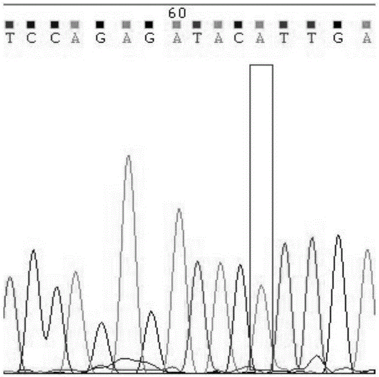 ARMS primer for detecting CYP2C9 gene polymorphism