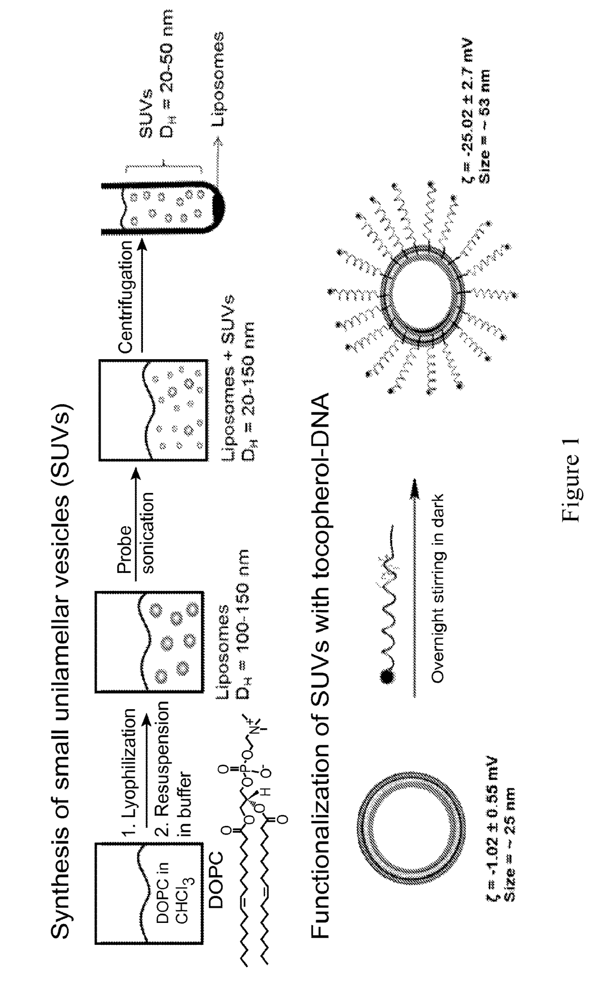 Liposomal particles, methods of making same and uses thereof