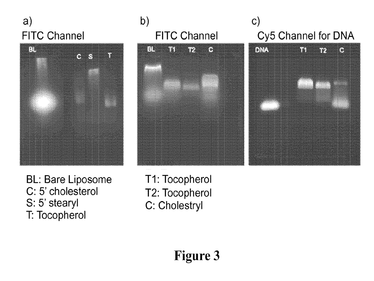 Liposomal particles, methods of making same and uses thereof