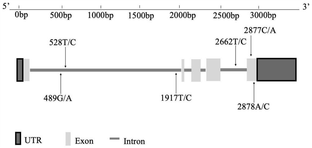 Pelteobagrus fulvidraco red head disease resistance character related SNP marker, screening method and application