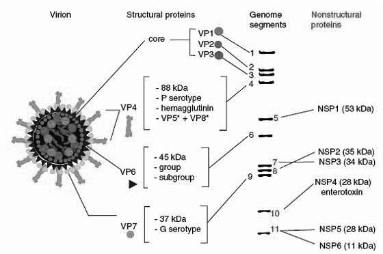 Human rotavirus strain and separation, culture and identification method thereof