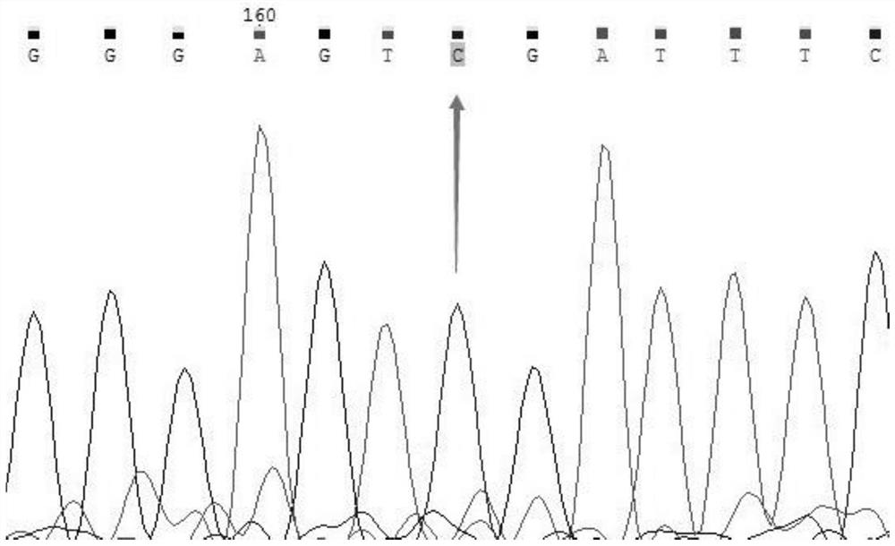 Non-competitive probe design method, detection method and application applied to SNP typing