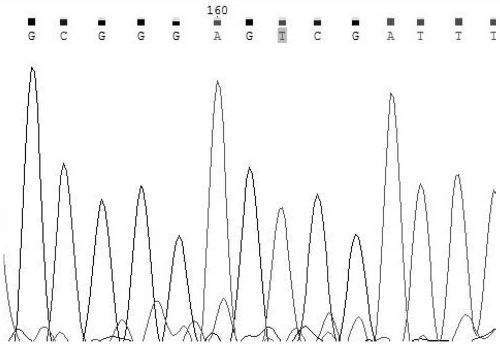 Non-competitive probe design method, detection method and application applied to SNP typing