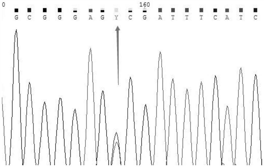 Non-competitive probe design method, detection method and application applied to SNP typing