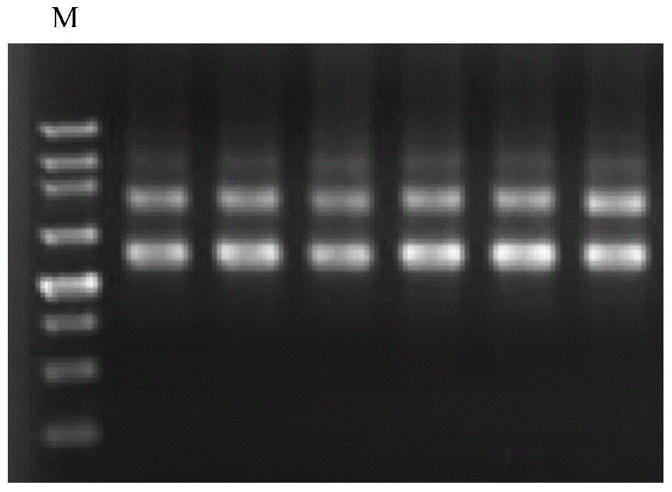 The rna interference vector of Bactrocera dorsalis cytochrome p450 gene and its construction method and application