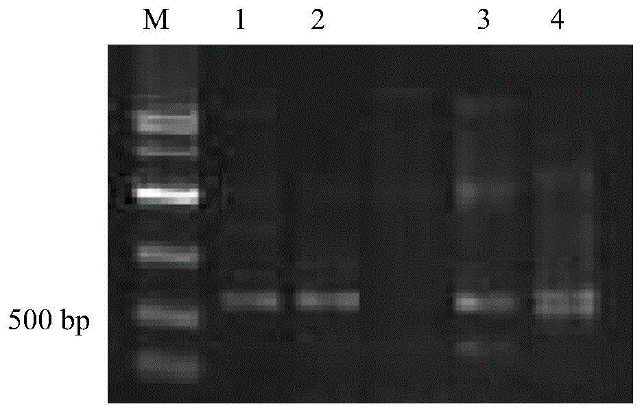 The rna interference vector of Bactrocera dorsalis cytochrome p450 gene and its construction method and application