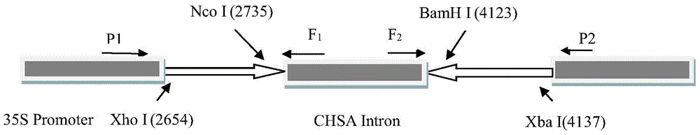 The rna interference vector of Bactrocera dorsalis cytochrome p450 gene and its construction method and application