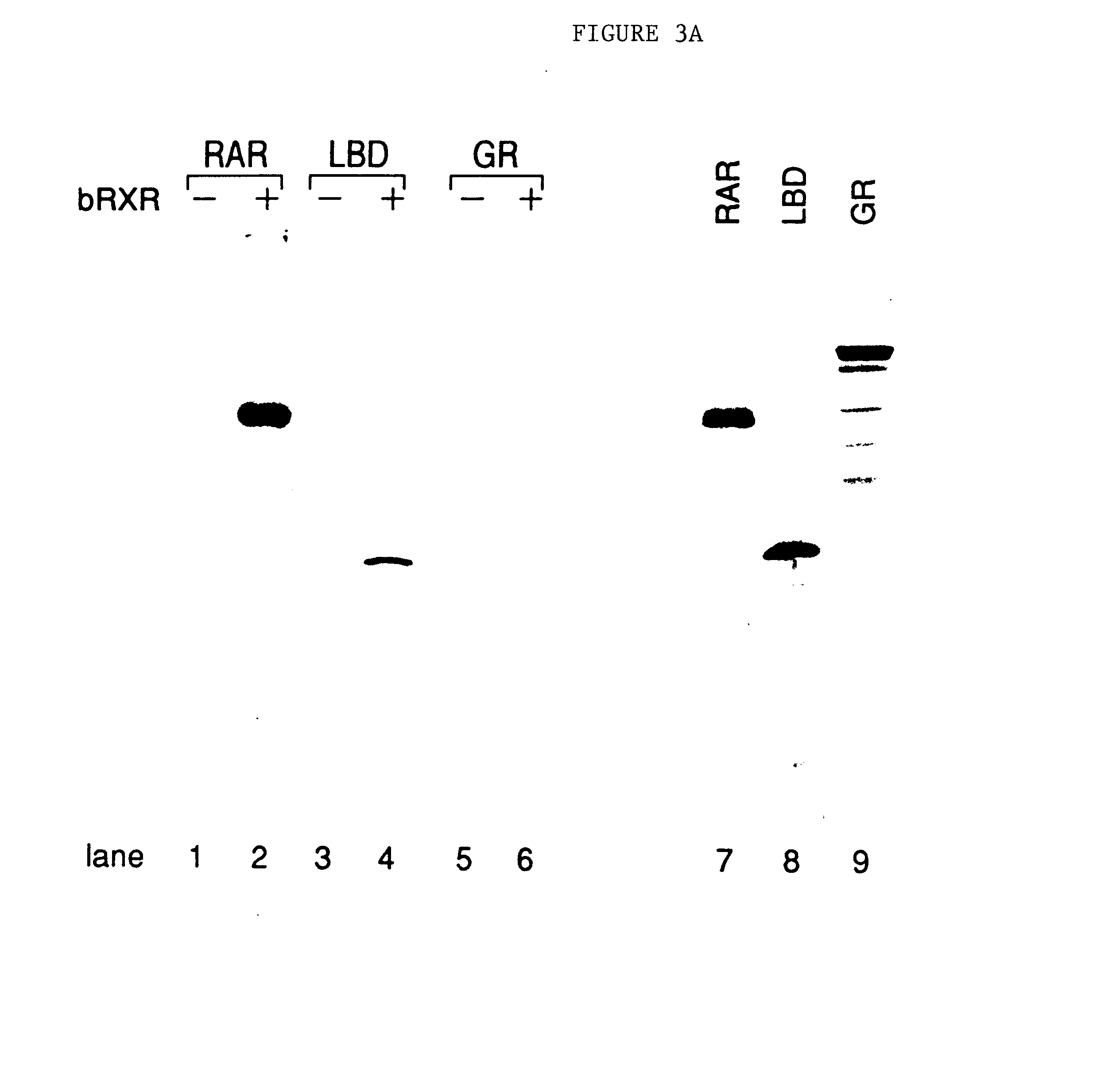 Multimeric forms of members of the steroid/thyroid superfamily of receptors