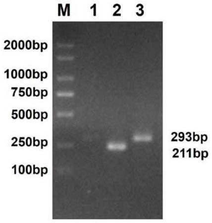 PCR primer and method for identifying swine pseudorabies virus variants