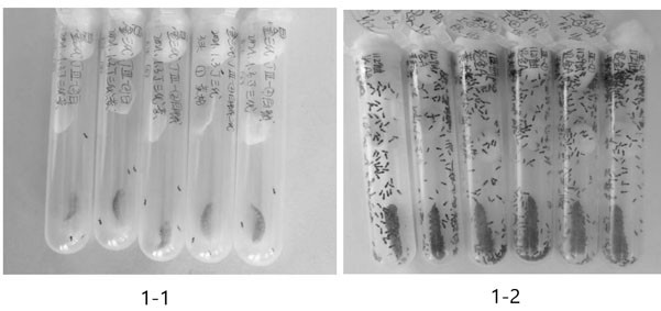 A kind of method of golden wasp controlling American white moth