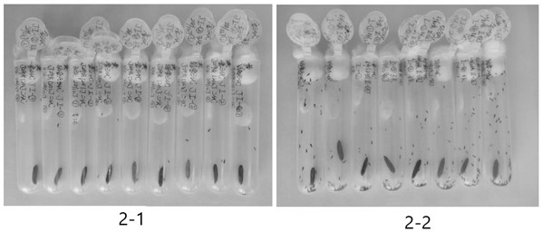 A kind of method of golden wasp controlling American white moth