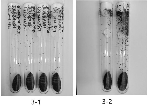 A kind of method of golden wasp controlling American white moth