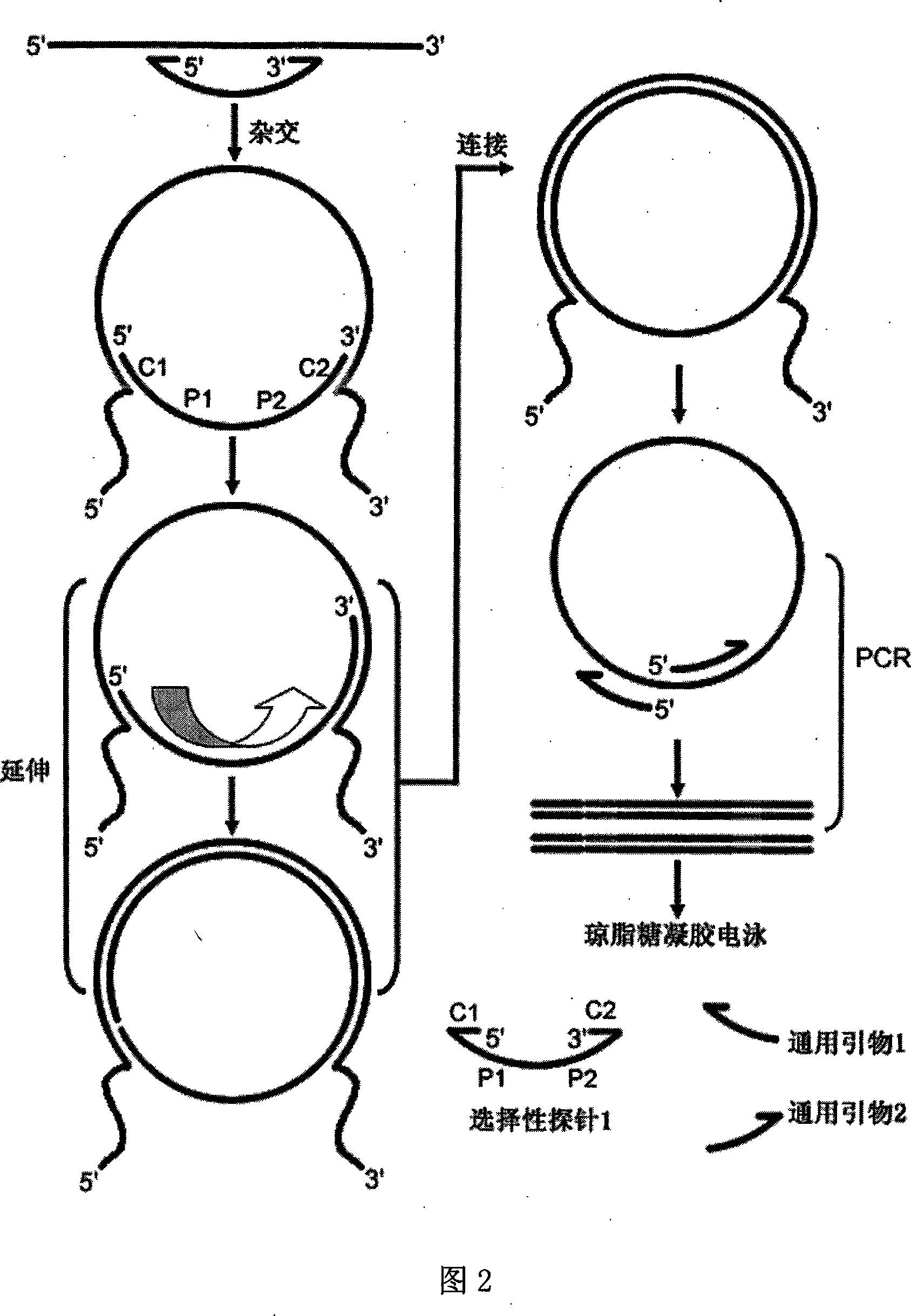 Multiple PCR method based on selective probe and application thereof