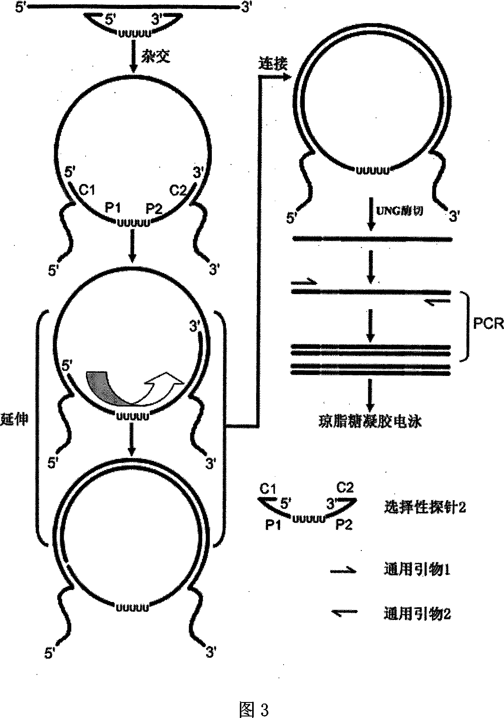 Multiple PCR method based on selective probe and application thereof