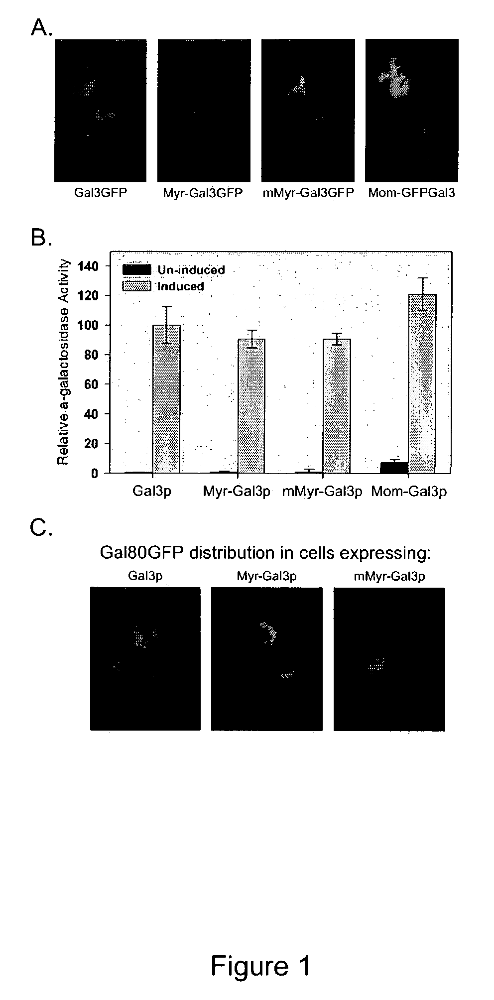 M-GAL: a Gal gene switch-based suite of methods protein analyses and protein expression in multicellular organisms and cells therefrom