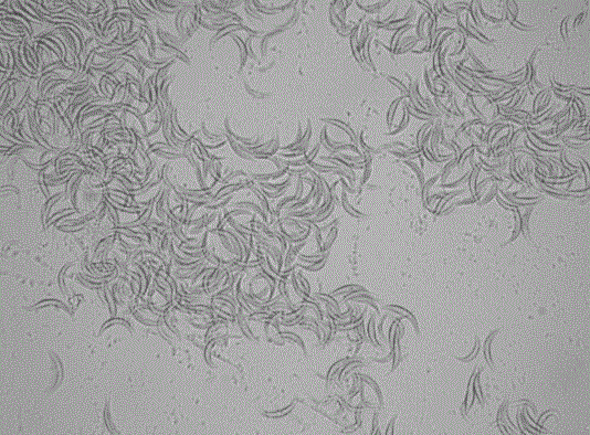 Ankistrodesmus sp containing lipid as well as culture and applications of ankistrodesmus sp