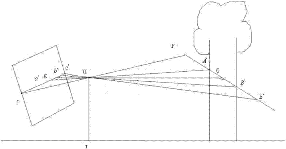 Tree measurement method based on intelligent terminal lens