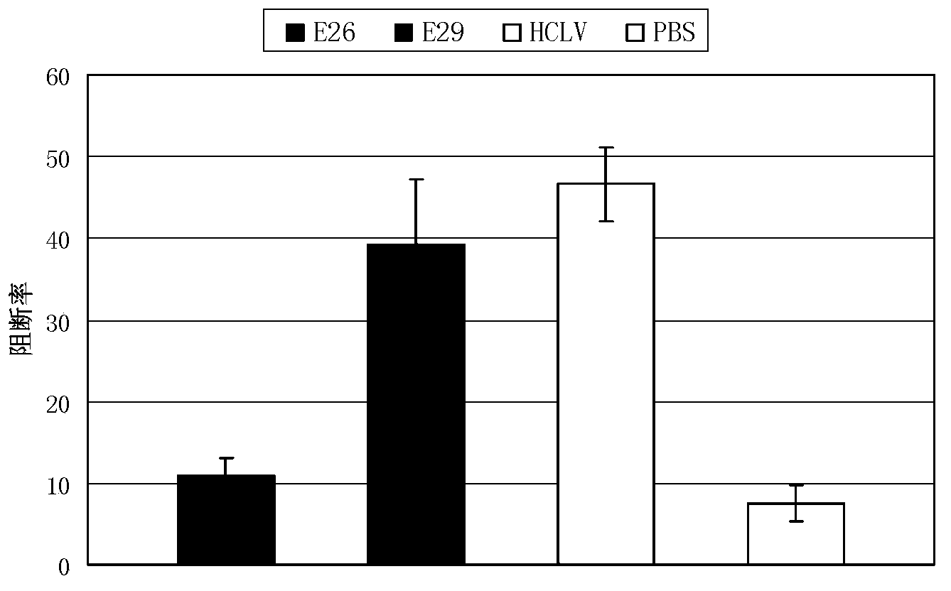 Swine fever branch peptide and application thereof