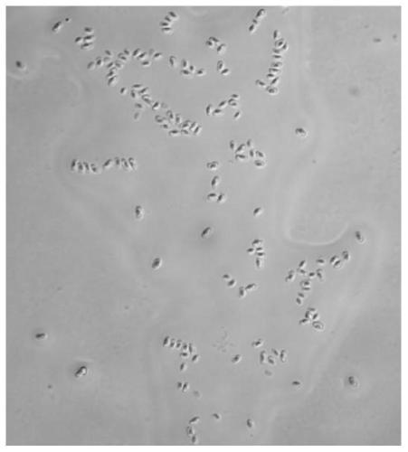 Brevibacillus laterosporus strain S62-9 and application thereof