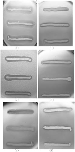 Brevibacillus laterosporus strain S62-9 and application thereof