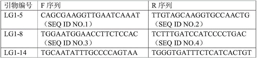 Lotus root InDel molecular marker and development method and application thereof