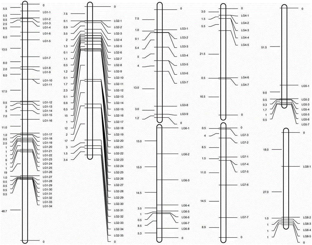 Lotus root InDel molecular marker and development method and application thereof