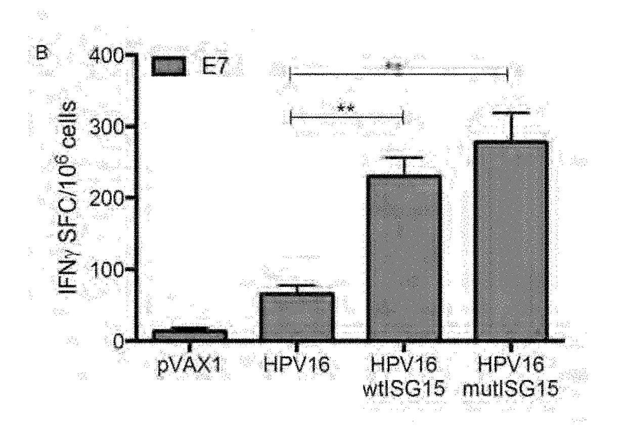 Isg15 and its use as an adjuvant