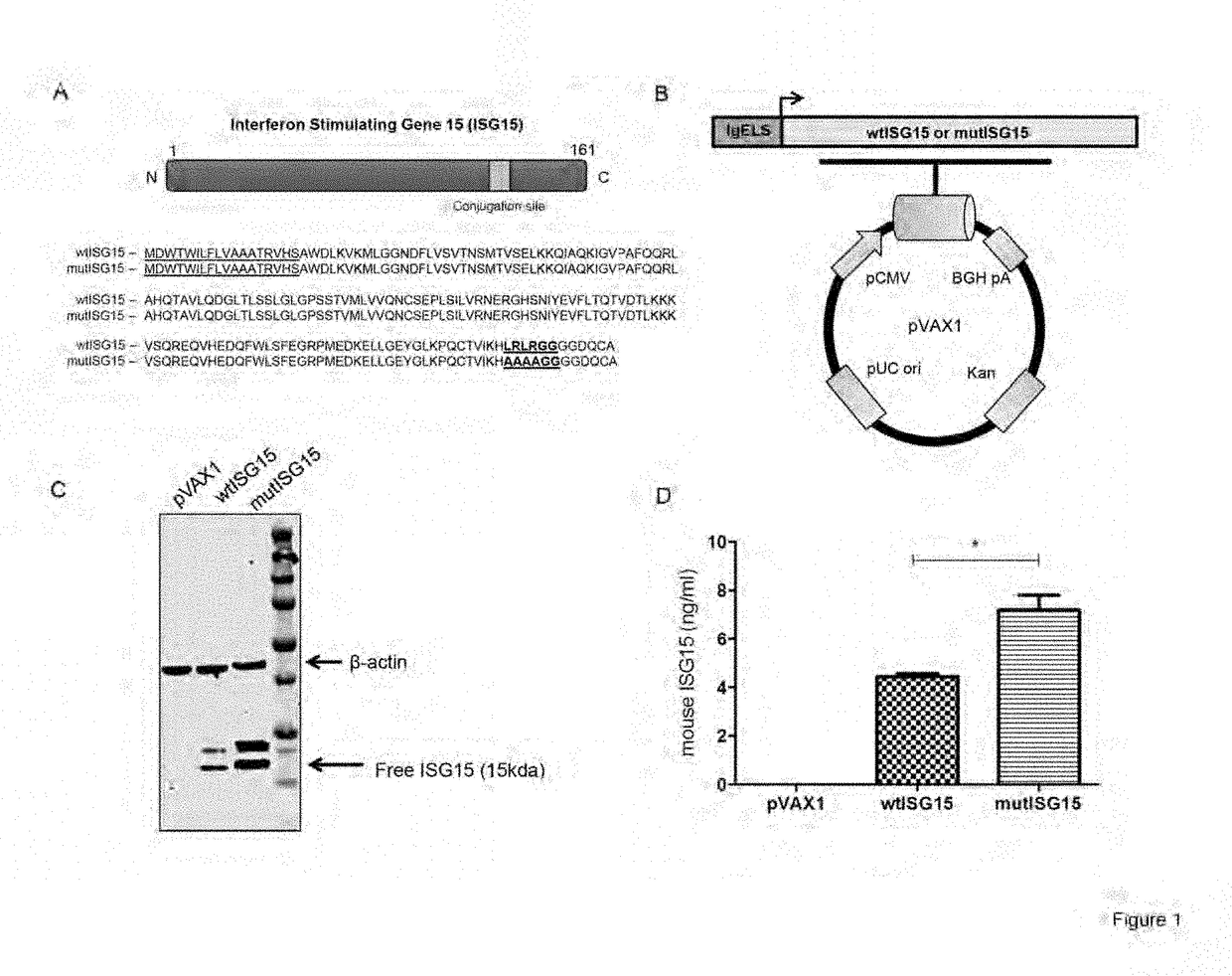 Isg15 and its use as an adjuvant