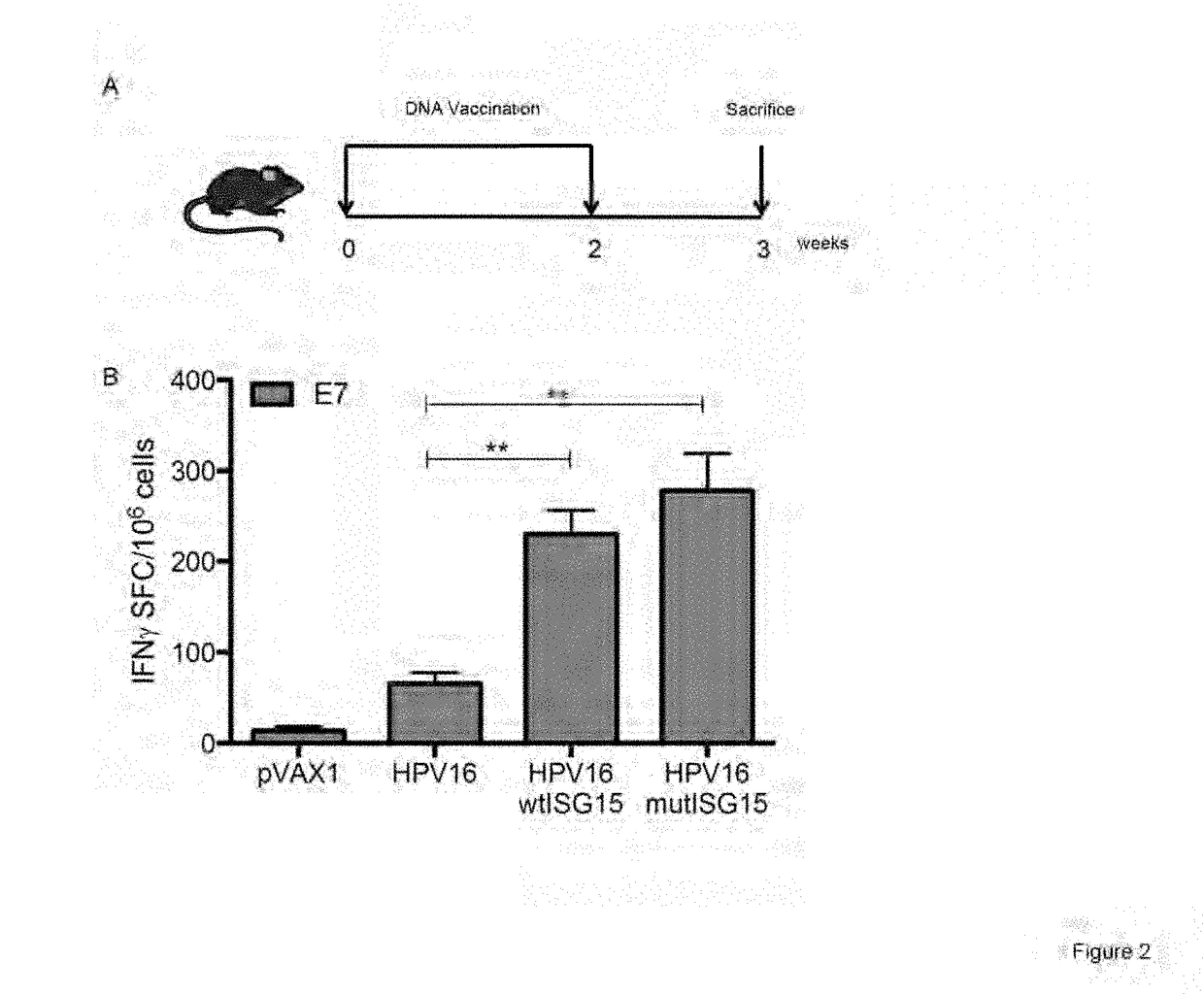 Isg15 and its use as an adjuvant