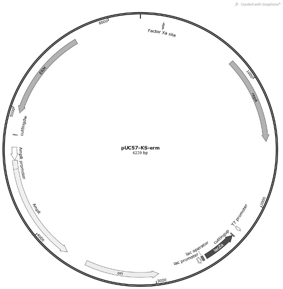 Construction, production method and application of high-performance starch debranching enzyme chimera strain