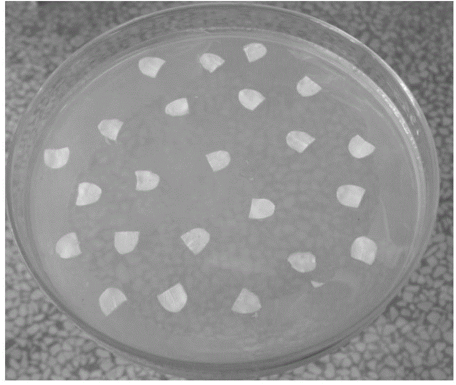 Rapid propagation method for directly inducing buds by using jatropha curcas L. seed leaf regenerated roots