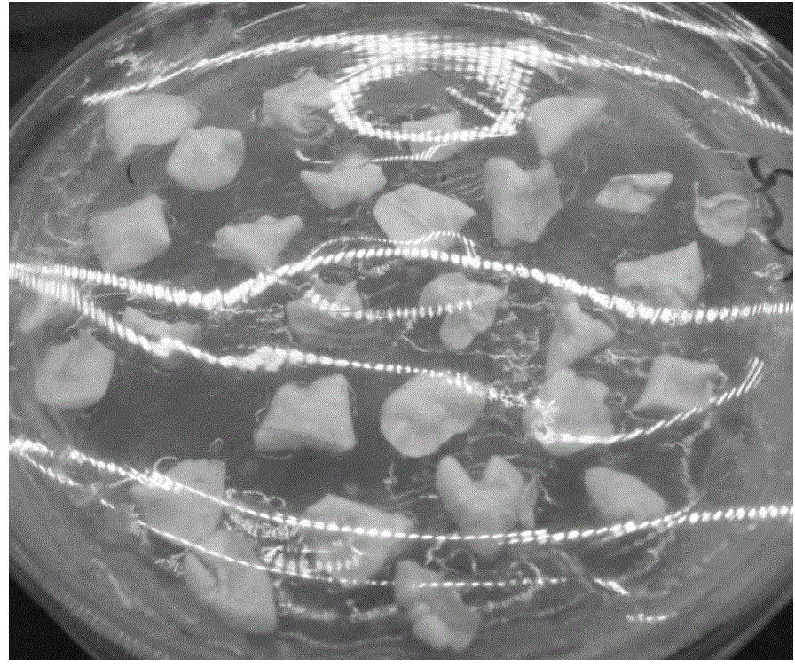 Rapid propagation method for directly inducing buds by using jatropha curcas L. seed leaf regenerated roots