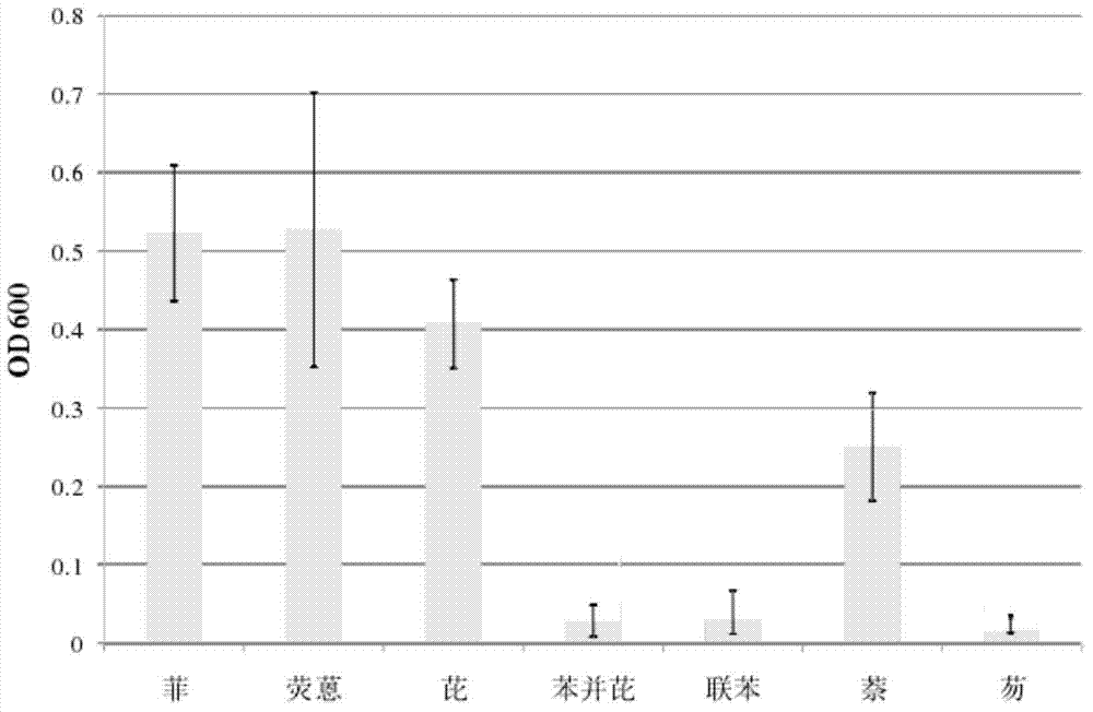 Acinetobacter sp. for degrading polycyclic aromatic hydrocarbon and application of acinetobacter sp.