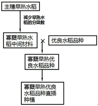 A kind of cultivation method of very early maturing rice