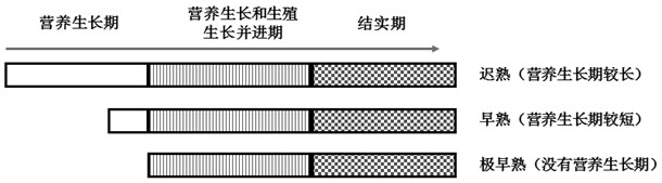 A kind of cultivation method of very early maturing rice