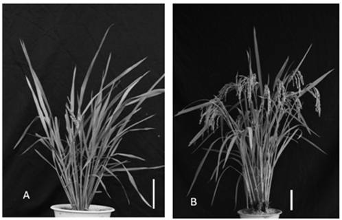 A kind of cultivation method of very early maturing rice