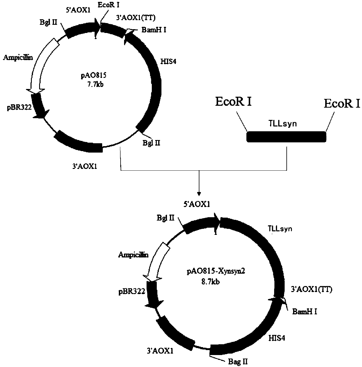 Lipase gene, recombinant expression vector, recombinant expression strain, lipase and preparation method thereof and preparation method of biodiesel