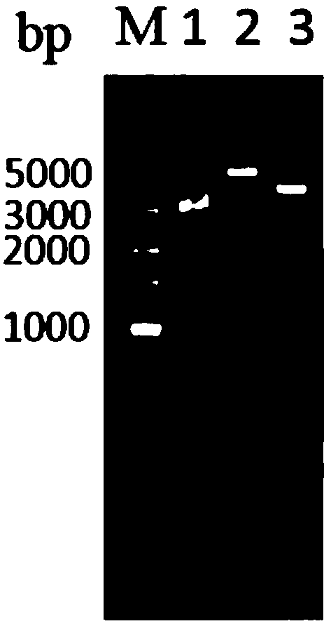 Lipase gene, recombinant expression vector, recombinant expression strain, lipase and preparation method thereof and preparation method of biodiesel