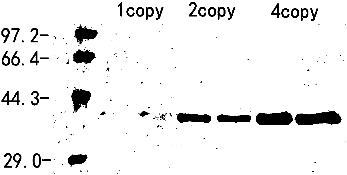 Lipase gene, recombinant expression vector, recombinant expression strain, lipase and preparation method thereof and preparation method of biodiesel