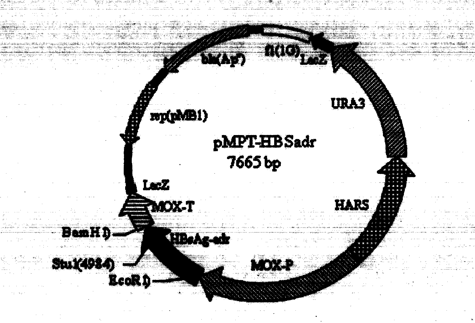 Recombinant DNA sequence, hansenula polymorpha, preparation method for hepatitis B surface antigen, and hepatitis B vaccine