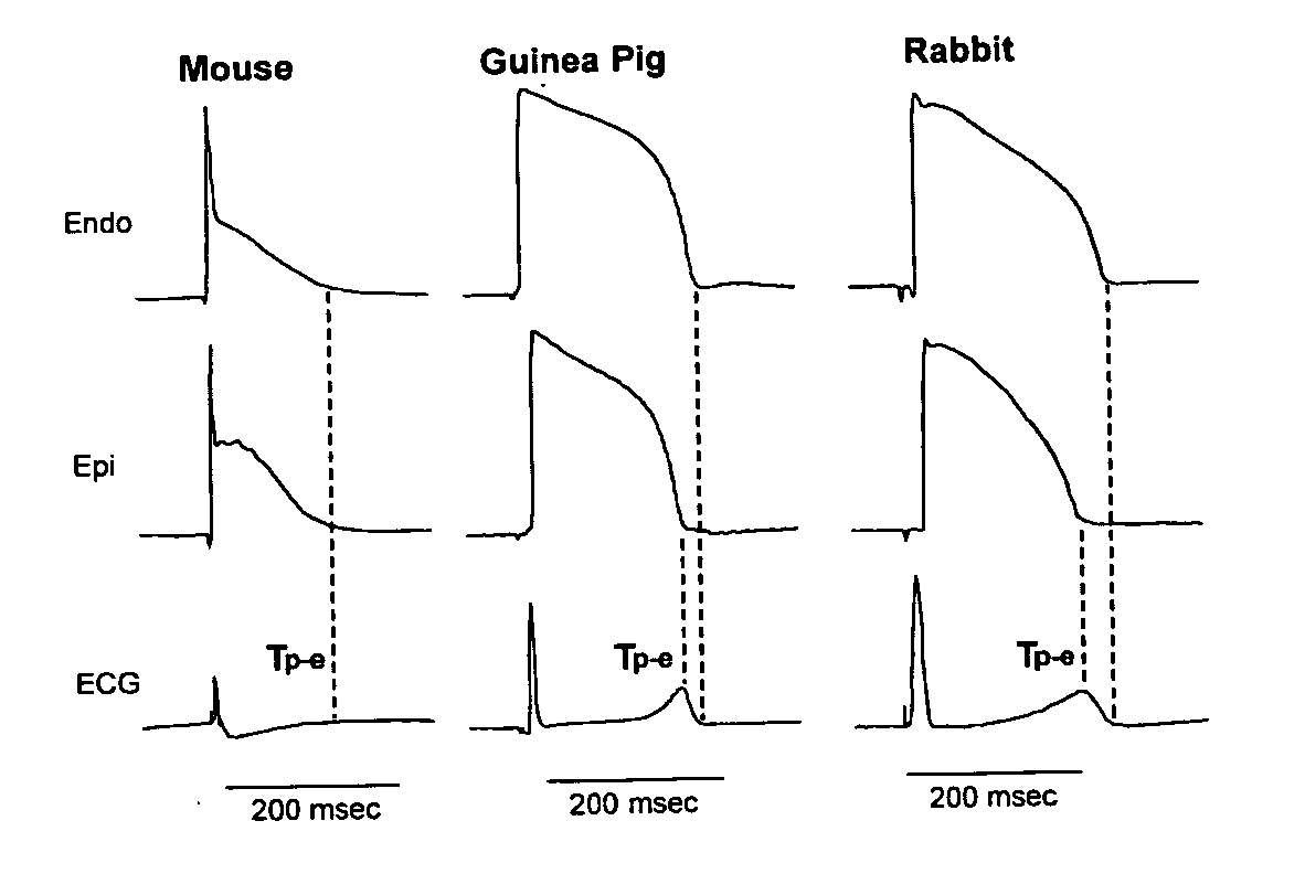 Methods for screening compounds for proarrhythmic risk and antiarrhythmic efficacy