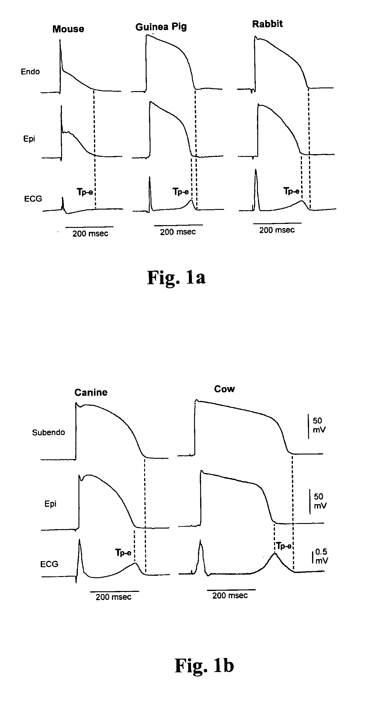 Methods for screening compounds for proarrhythmic risk and antiarrhythmic efficacy