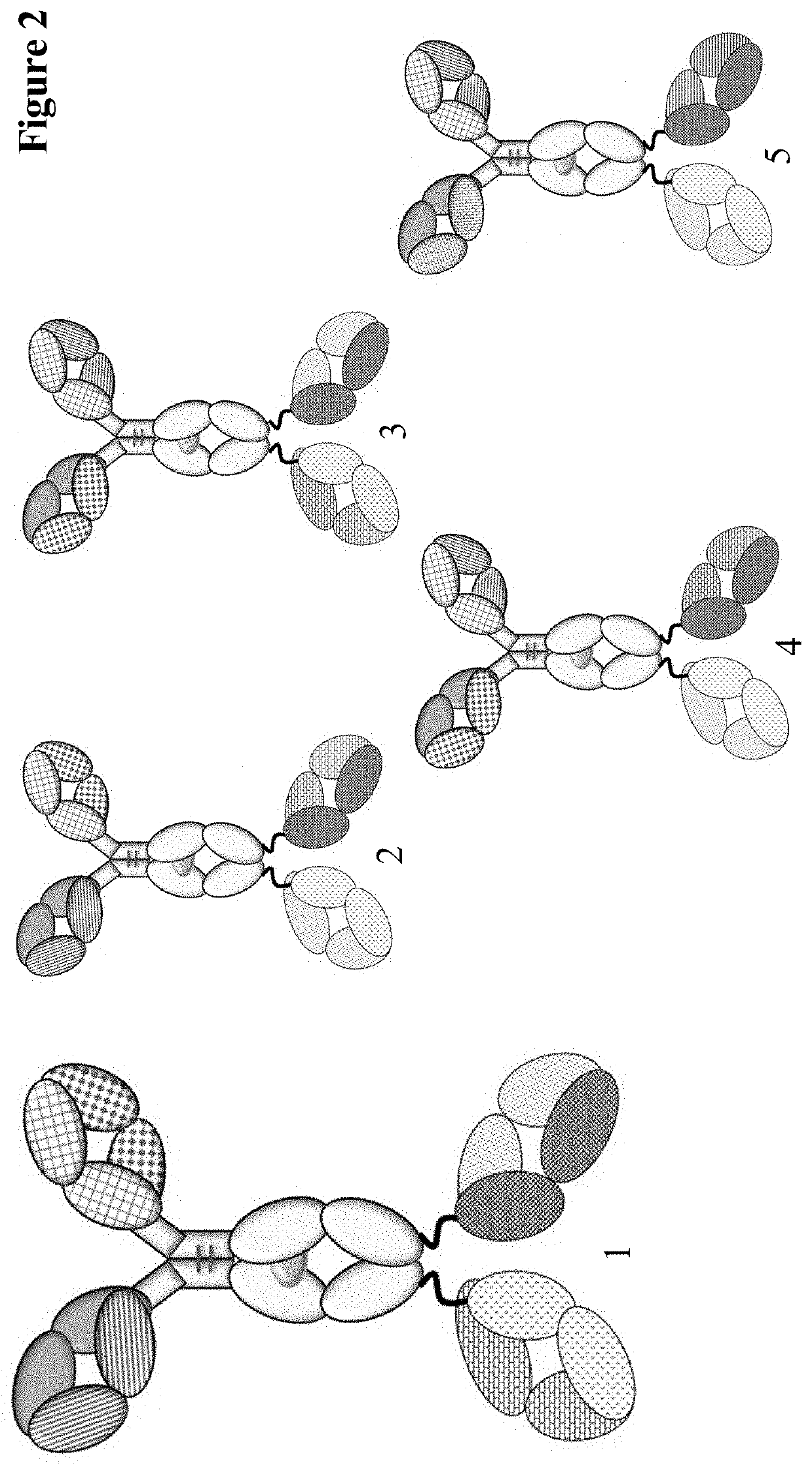 Method for detecting multispecific antibody light chain mispairing