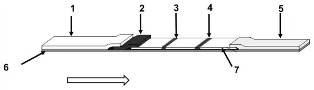 Mycoplasma pneumoniae igm antibody colloidal gold immunochromatography detection kit and preparation method thereof