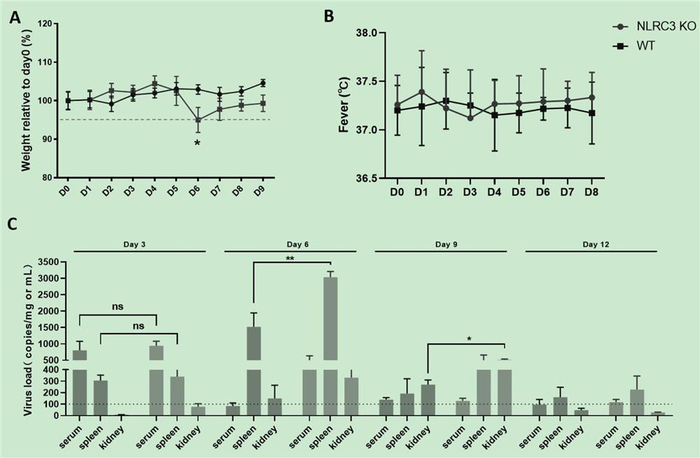 Construction methods and uses of animal models simulating the characteristics of various hfrs diseases