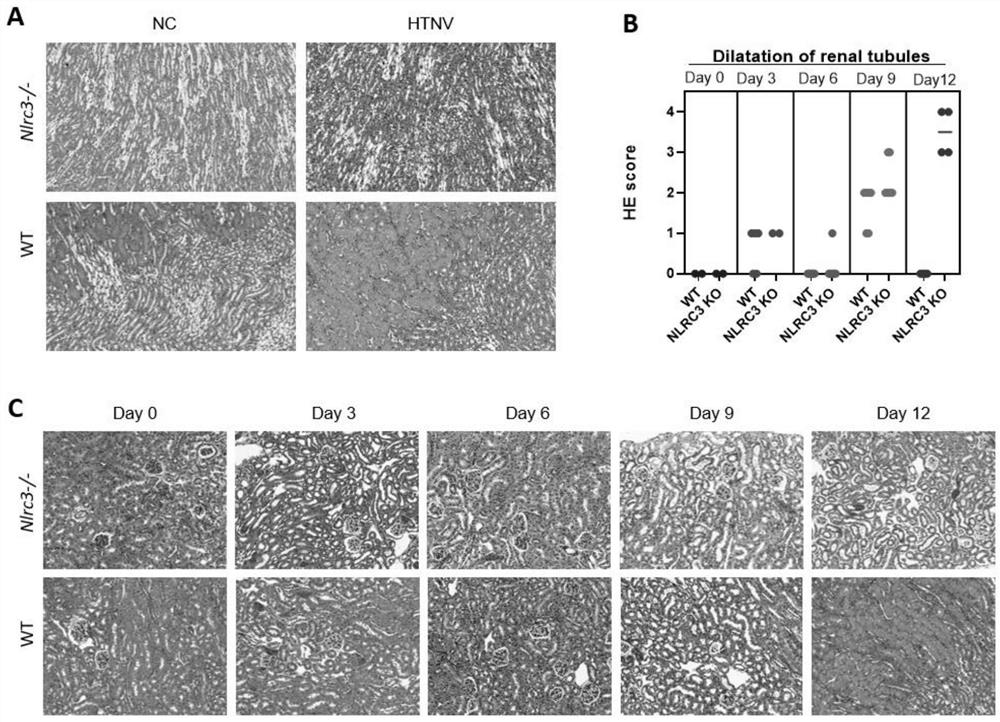 Construction methods and uses of animal models simulating the characteristics of various hfrs diseases