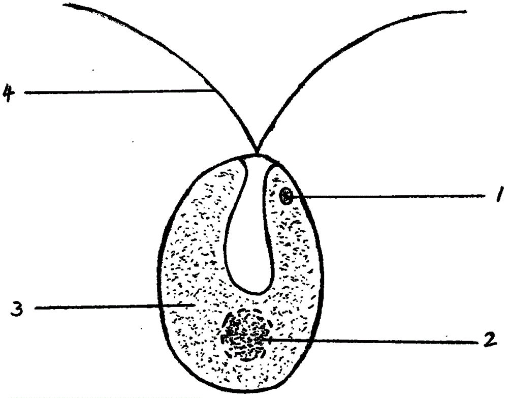 Fast culture method for dunaliella tertiolecta