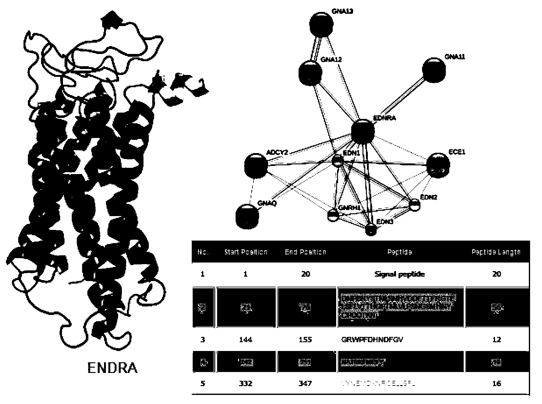 Enzyme-linked immunosorbent assay (ELISA) based on anti-ENRA (anti-endothelin receptor A) antibody of epitope antigen peptide and application thereof in CTD-PAH (connective tissue diseases-pulmonary arterial hypertension)