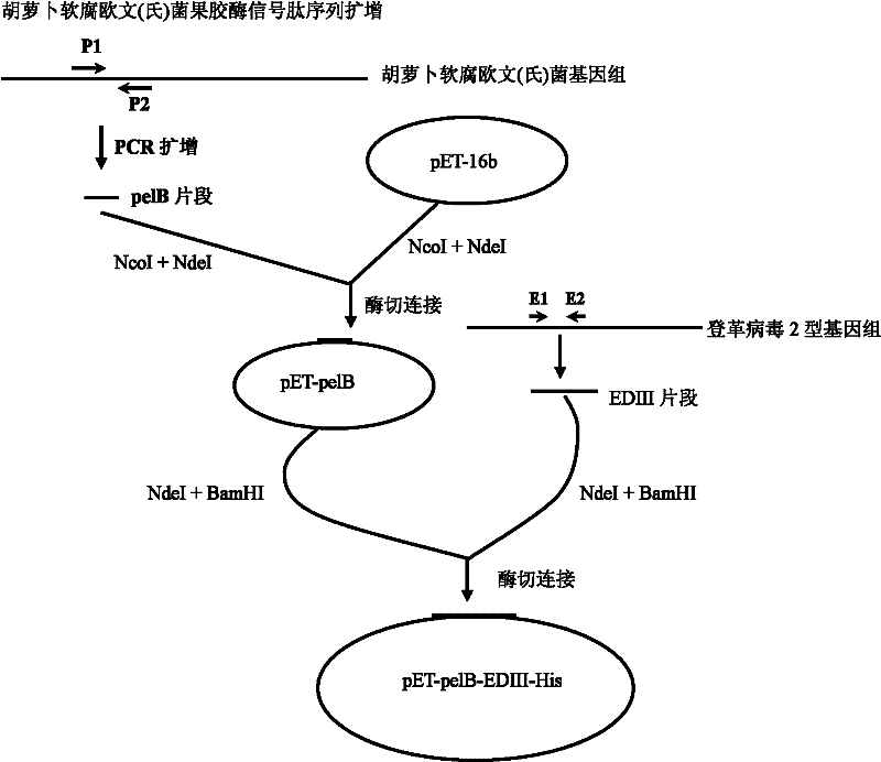 Dengue virus subunit vaccine and preparation method thereof