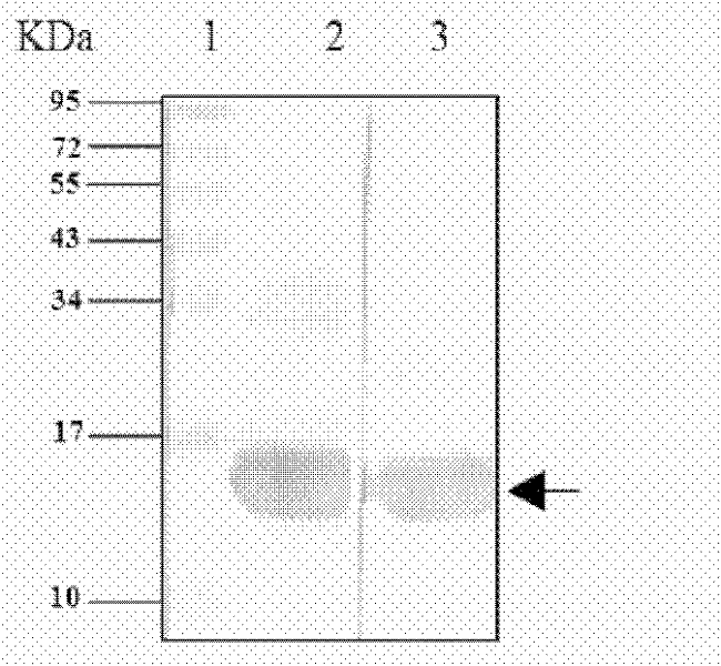 Dengue virus subunit vaccine and preparation method thereof